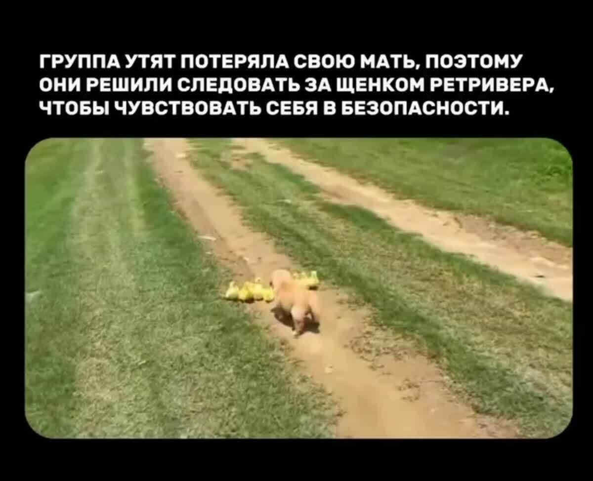 🐥