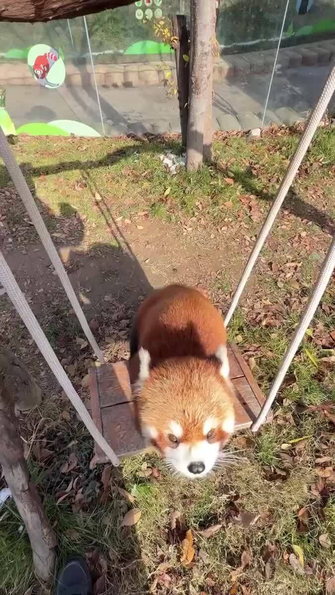 Красная панда🧡