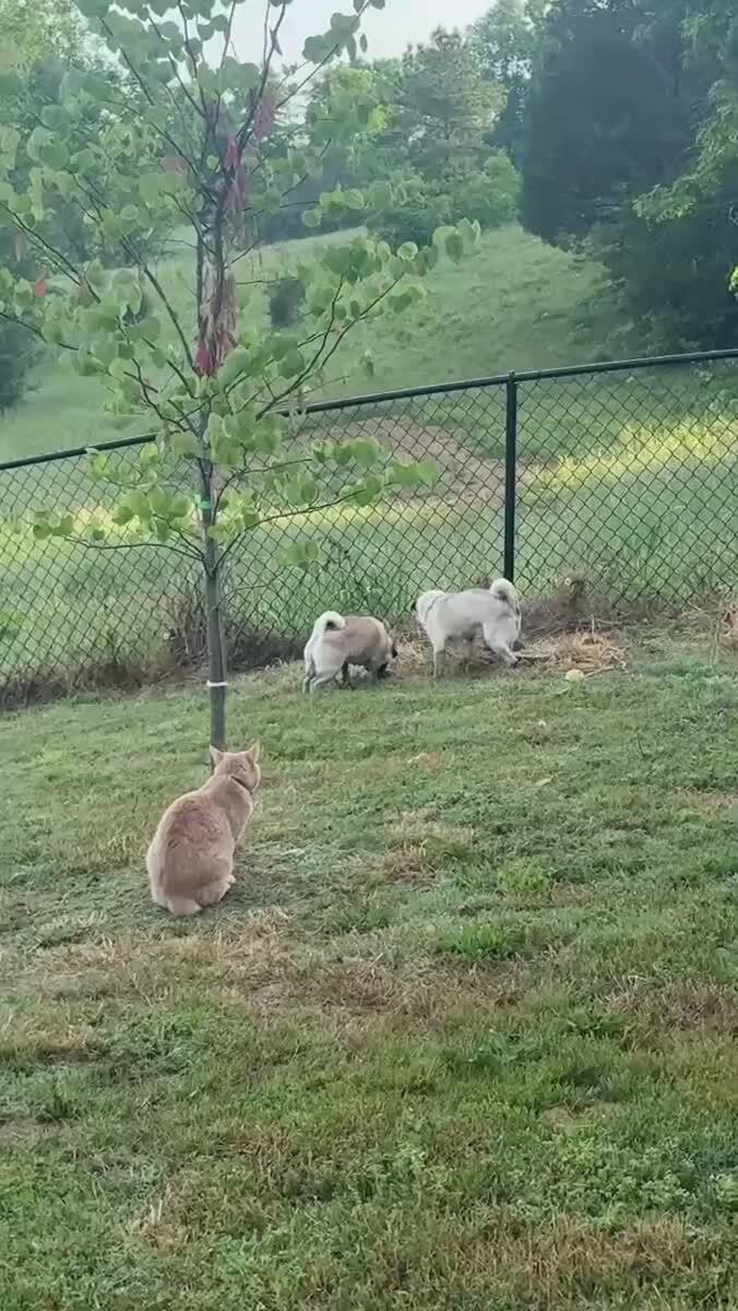 Гиперактивный кот