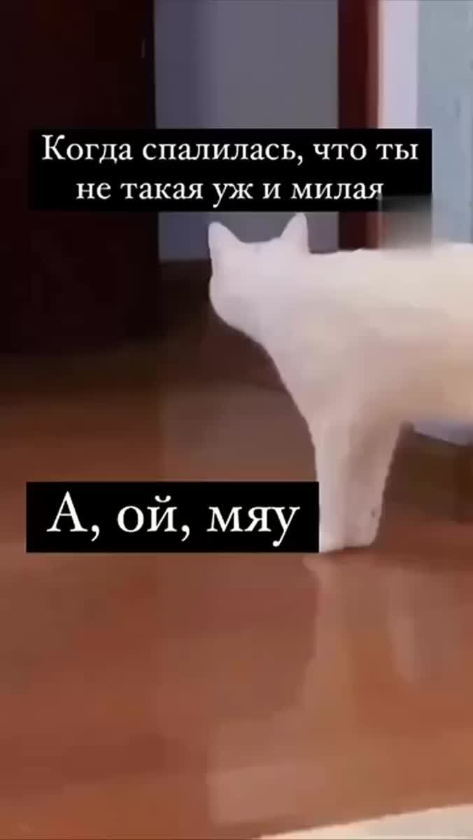 Когда вспомнила, что ты вообще-то приличная кошка