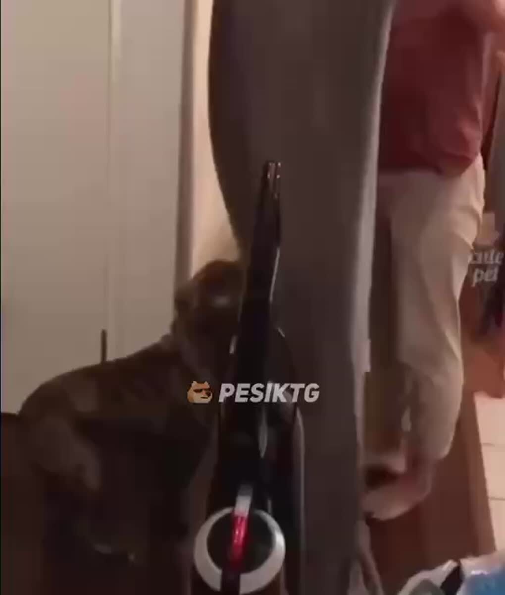 ⚡️ Вы всё ещё не подписаны на Пёсика?@Pesik - самый верный друг!А ну не теряйте времени!😂