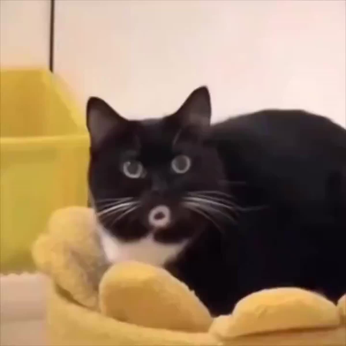 Котик, который благодаря окрасу, всё время делает "О"
