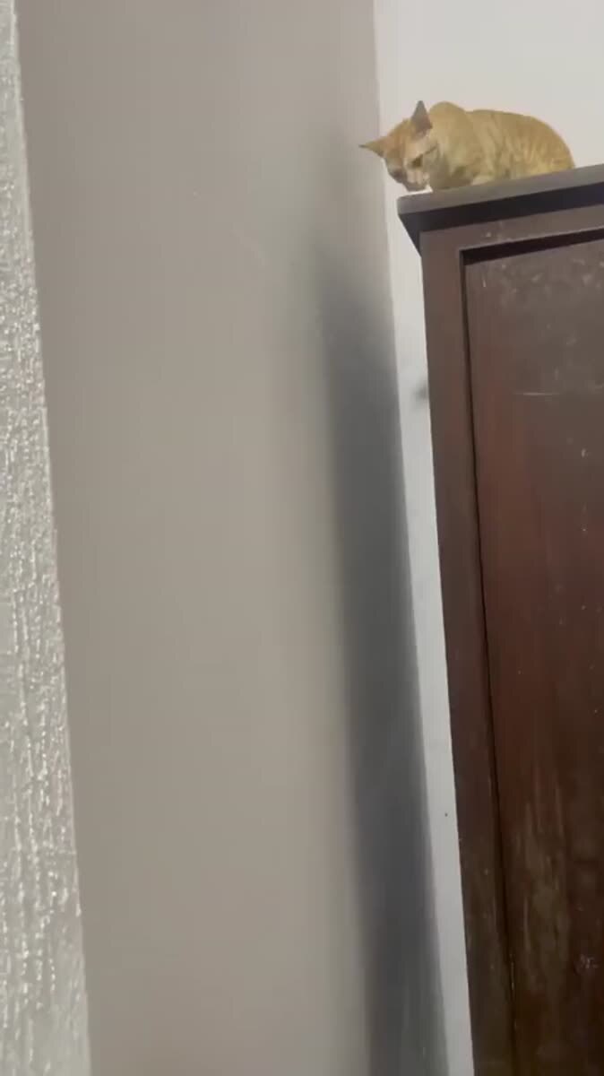 Коты и гравитация