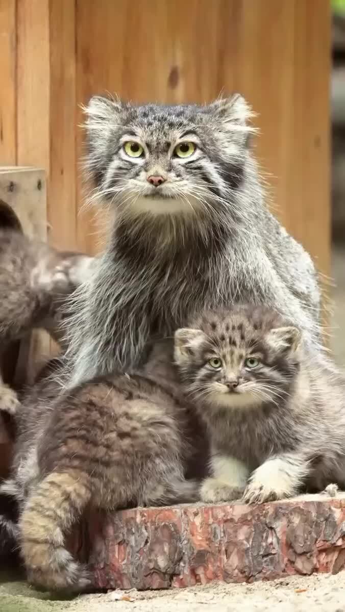 Манулы 😍