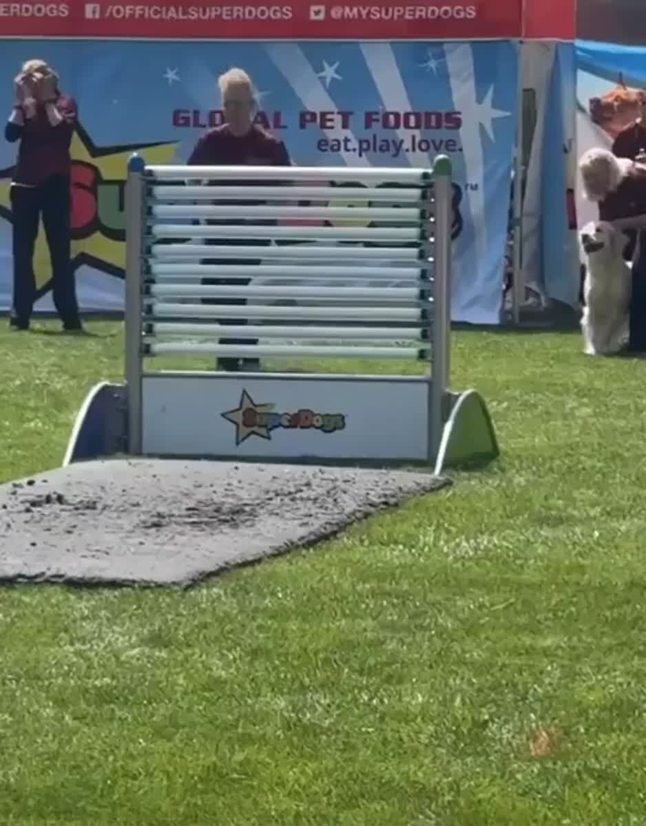 Комментатор на канадском дог-шоу SuperDogs представил золотистого ретривера по кличке Sir Jumps-a-Lot как «самую прыгучую собаку в Онтарио»