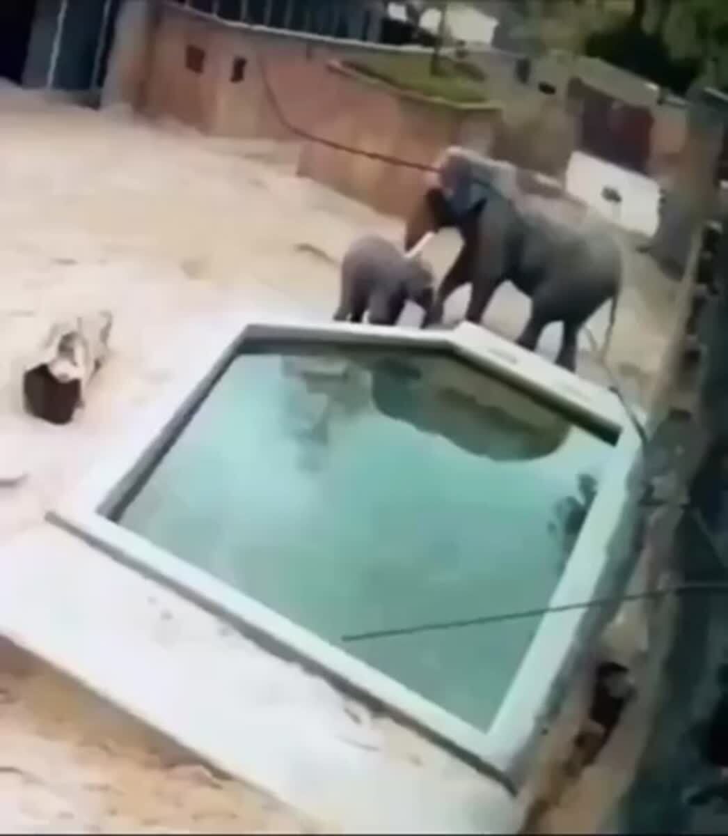 Отец года