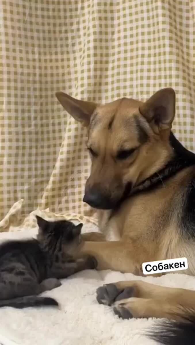 Кошки + собаки =
