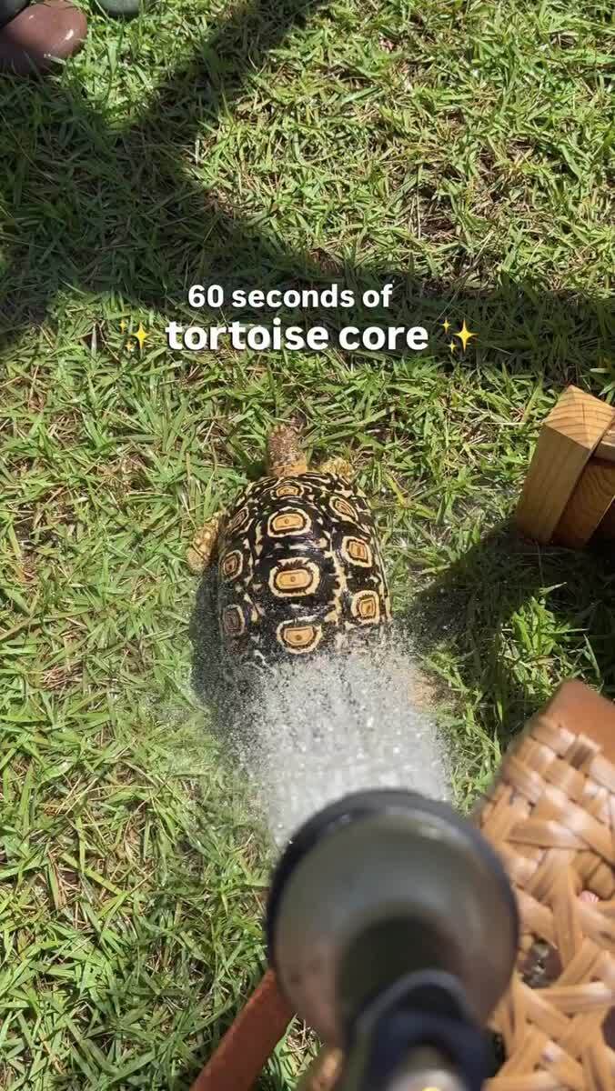 Одна минуты из жизни черепашки 🐢