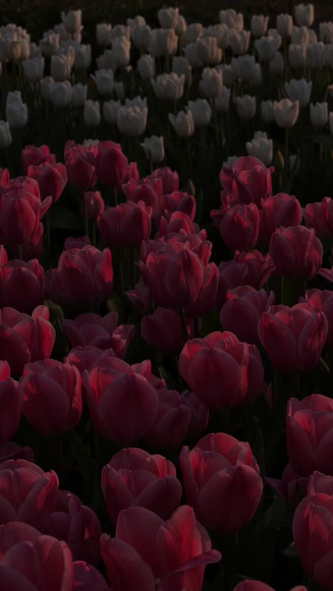 🌷🌷🌷🌷🌷