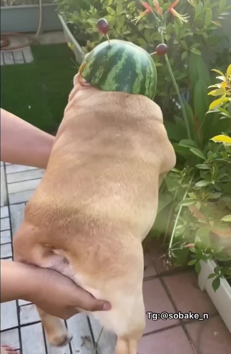 То ли шмель, то ли трутень