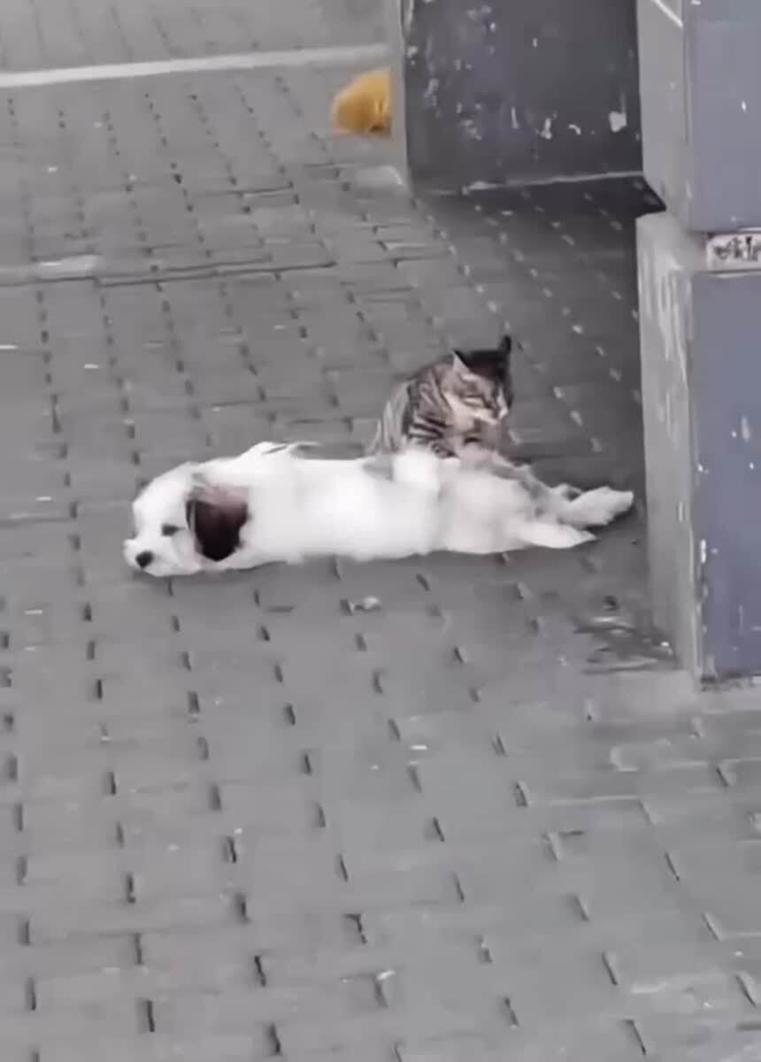 Подхожу к остановке, а там кот делает массаж собаке💆‍