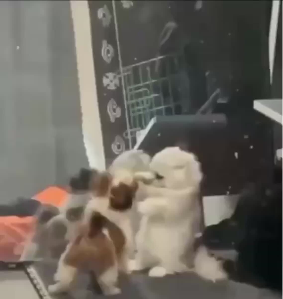 Жестокий махач... (Без взрослых не смотреть)⁠⁠