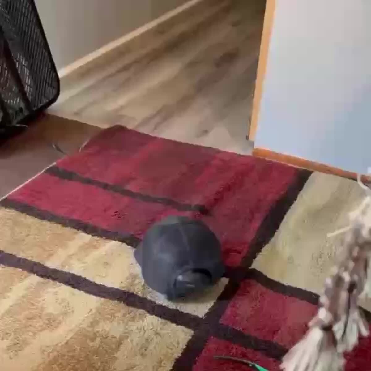 Кот-черепаха в домашних условиях🐢♥️ шерстяные проказники