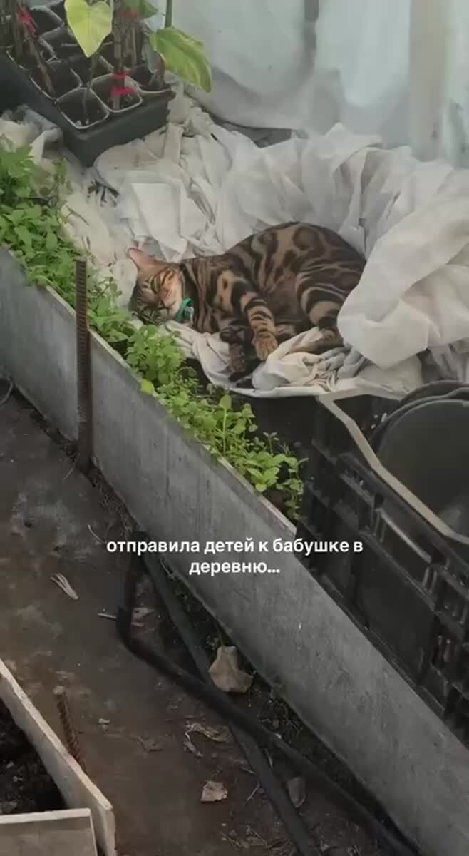Мем #35519