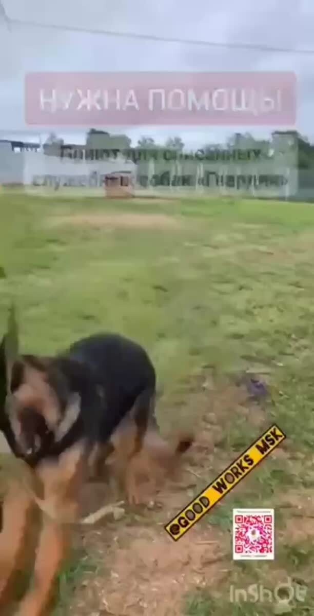 А завтра у Приюта день рождения! Но впервые за много лет Приют на грани выживания и в одном шаге от закрытия! Помощи поступает мало, субсидии не дают, прежние большие спонсоры не хотят тратить деньги..Помогите Приюту, если «Гвардия» закроется, то, после с
