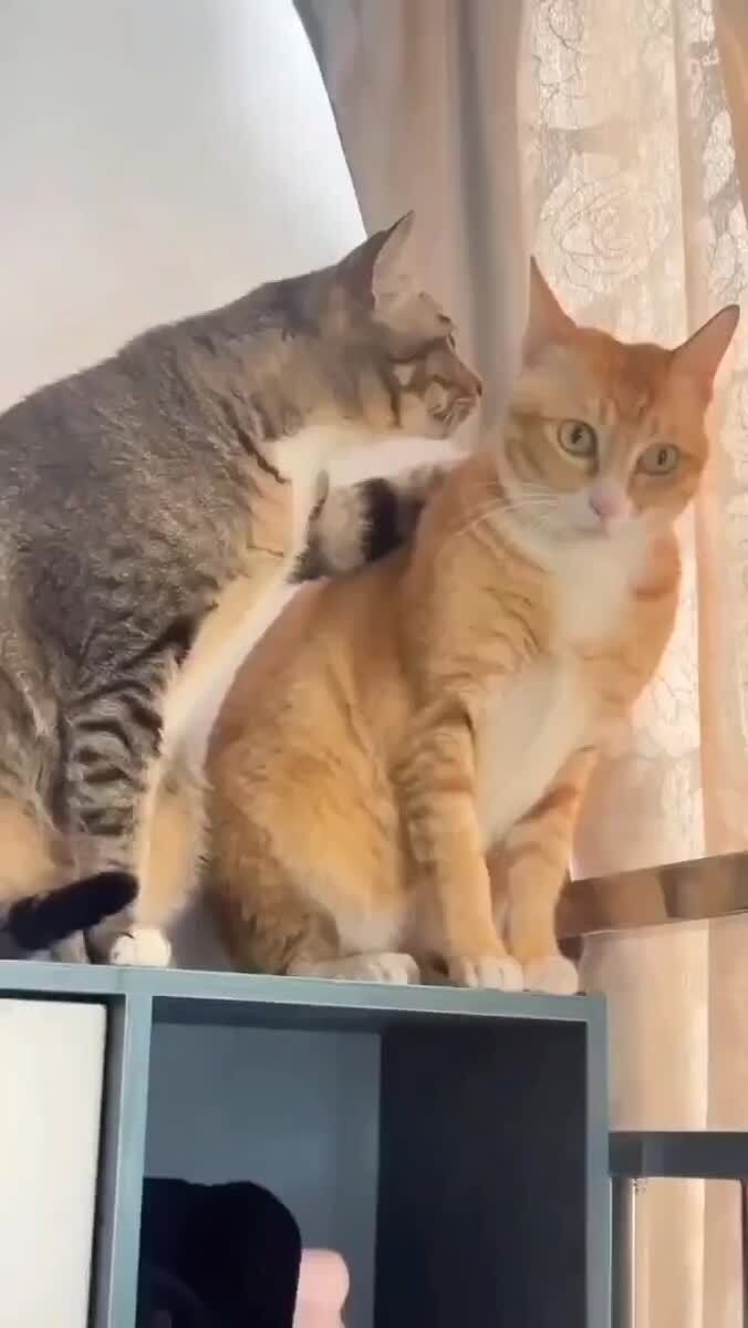 Немного удивлена его предложением😳♥️ шерстяные проказники