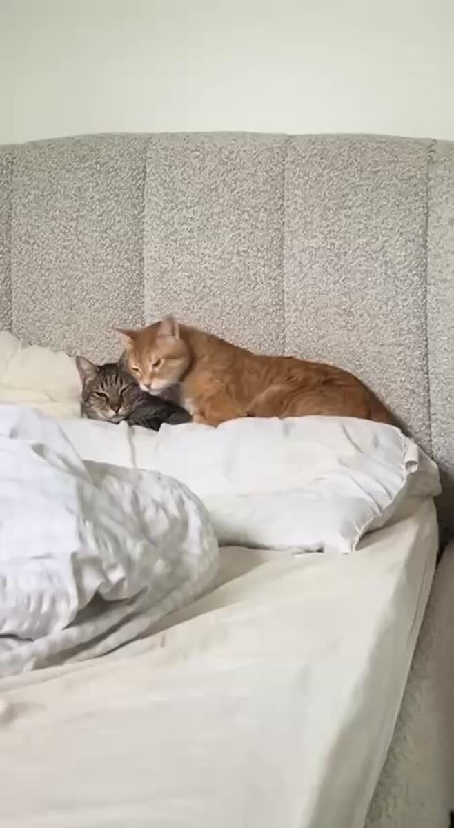 Спокойной ночи🧡