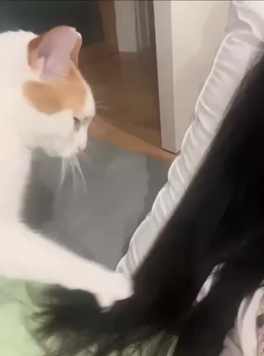 Причешись хоть, ходишь как лахудра😹♥️ шерстяные проказники