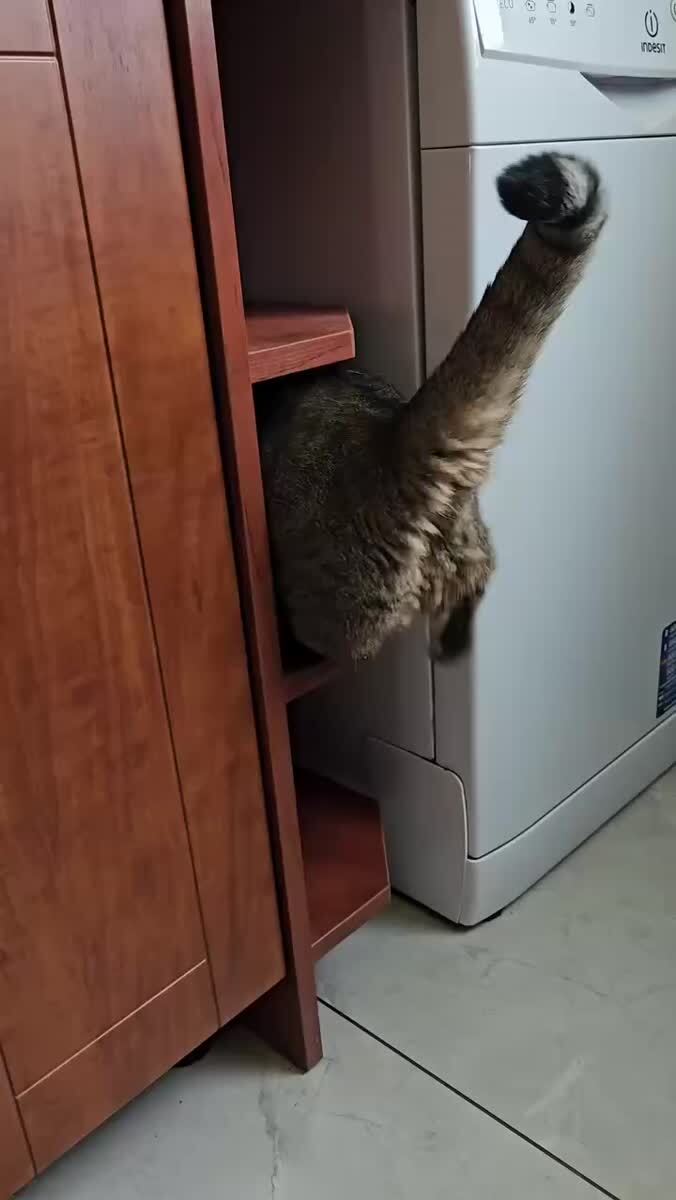 Внимание! Дэнчик слазит😅Спасибо за внимание.♥️ шерстяные проказники