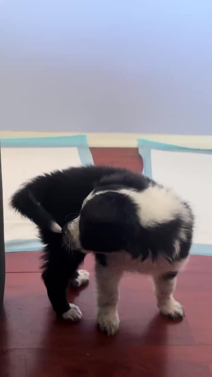 Удивляется своему хвосту😍