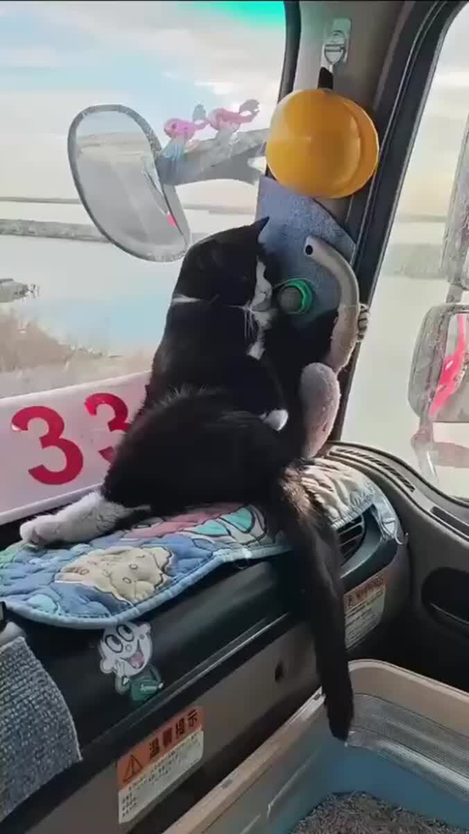 Командир, потише можно? Не дрова ж везёшь!😸♥️ шерстяные проказники