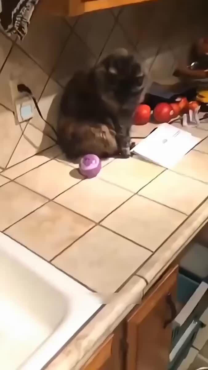 Вот почему стоит завести собакена вместе с котаном😊♥️ шерстяные проказники