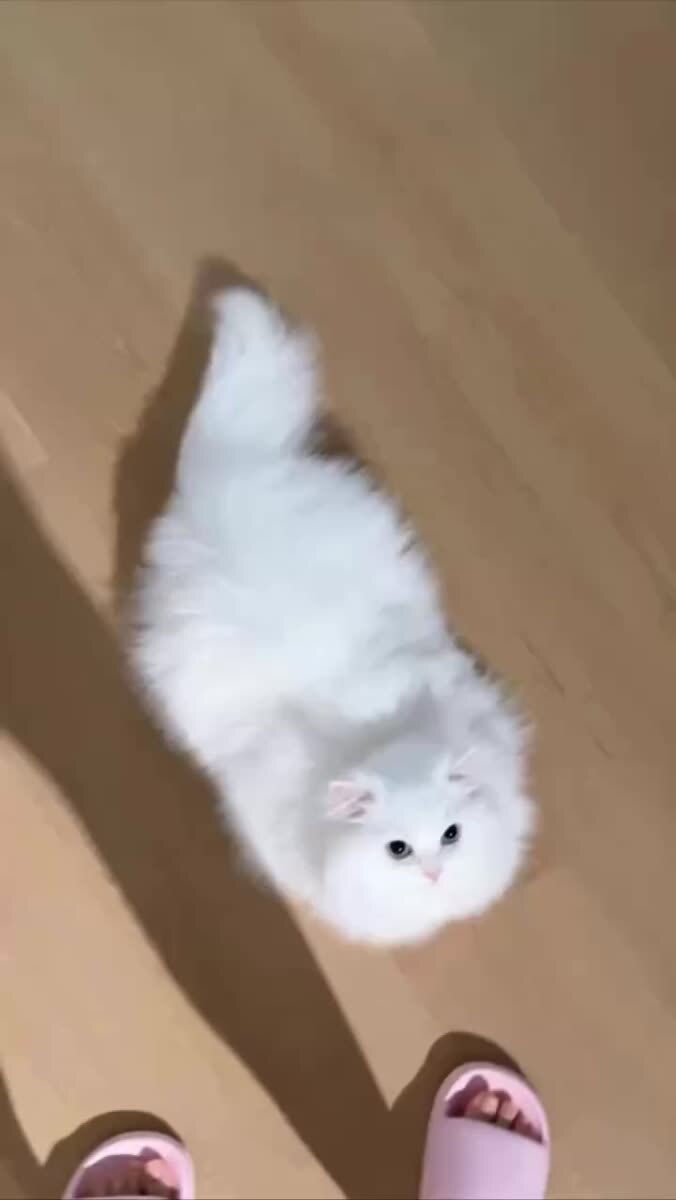 Очень недовольное облачко☁️♥️ шерстяные проказники