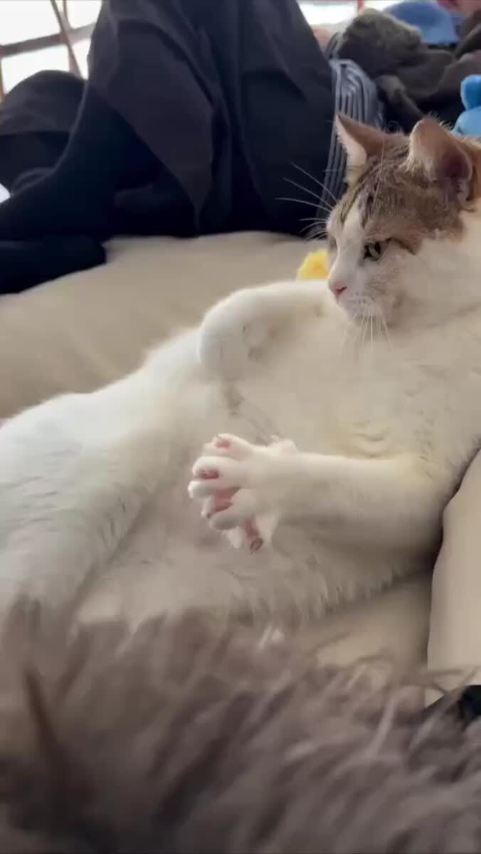 Когда твои лапки великолепны и ты не видишь смысла скрывать это🐾♥️ шерстяные проказники