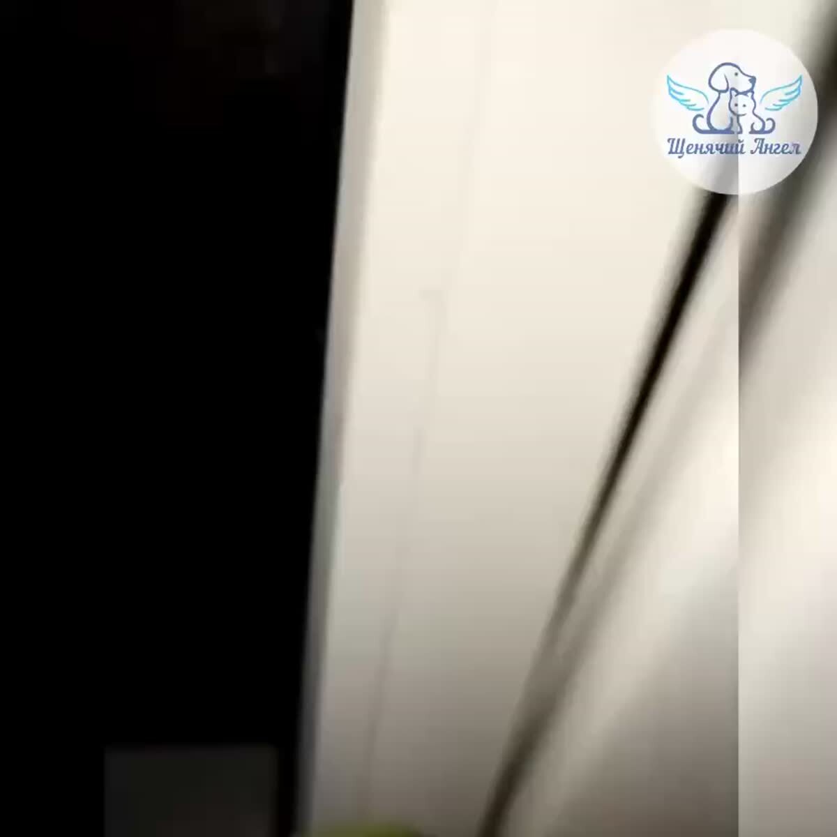 🆘 ПОКАЛЕЧЕННЫЙ КОТИК КУБИК ИЗ ПОСЛЕДНИХ СИЛ ПРИШЁЛ ПРОСИТЬ О СПАСЕНИИ!😢 Кот получил сильный удар по голове: у него выбита челюсть и нет одного глазика. Из-за травмы ему больно есть и пить.К травмам добавились инфекции, которые добивают его ослабленный орг