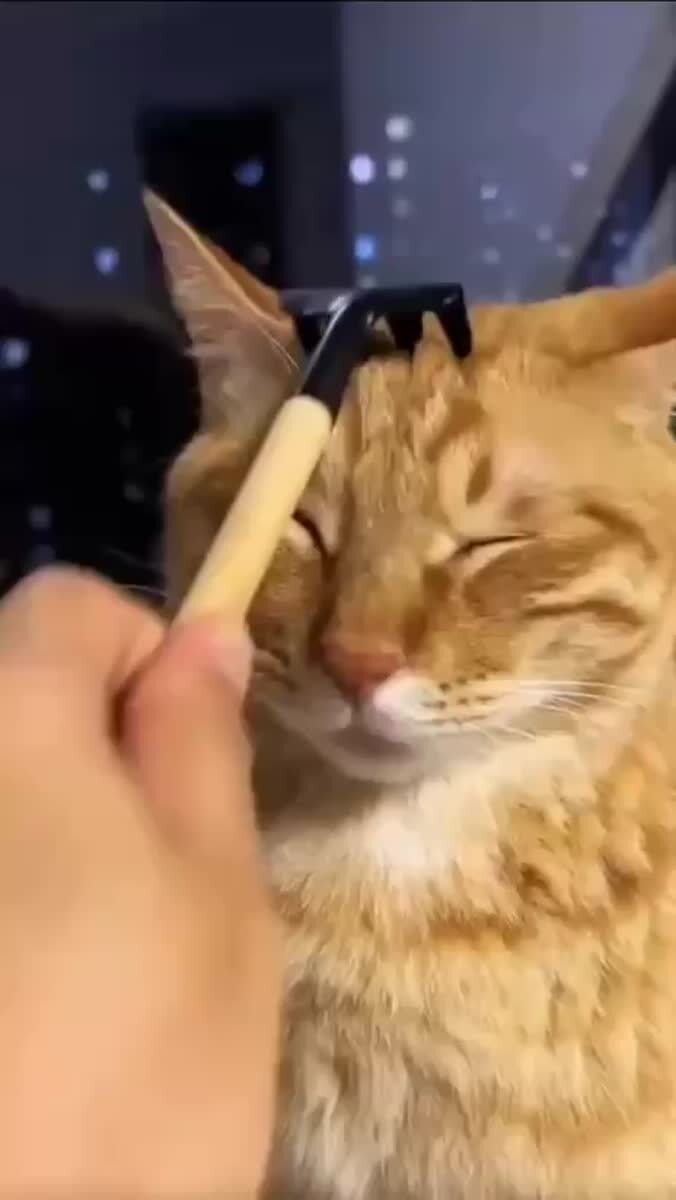 Кота грабят у всех на виду. Распространите😱♥️ шерстяные проказники