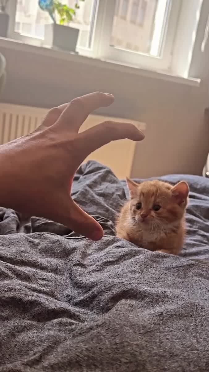 Настоящий тигр!