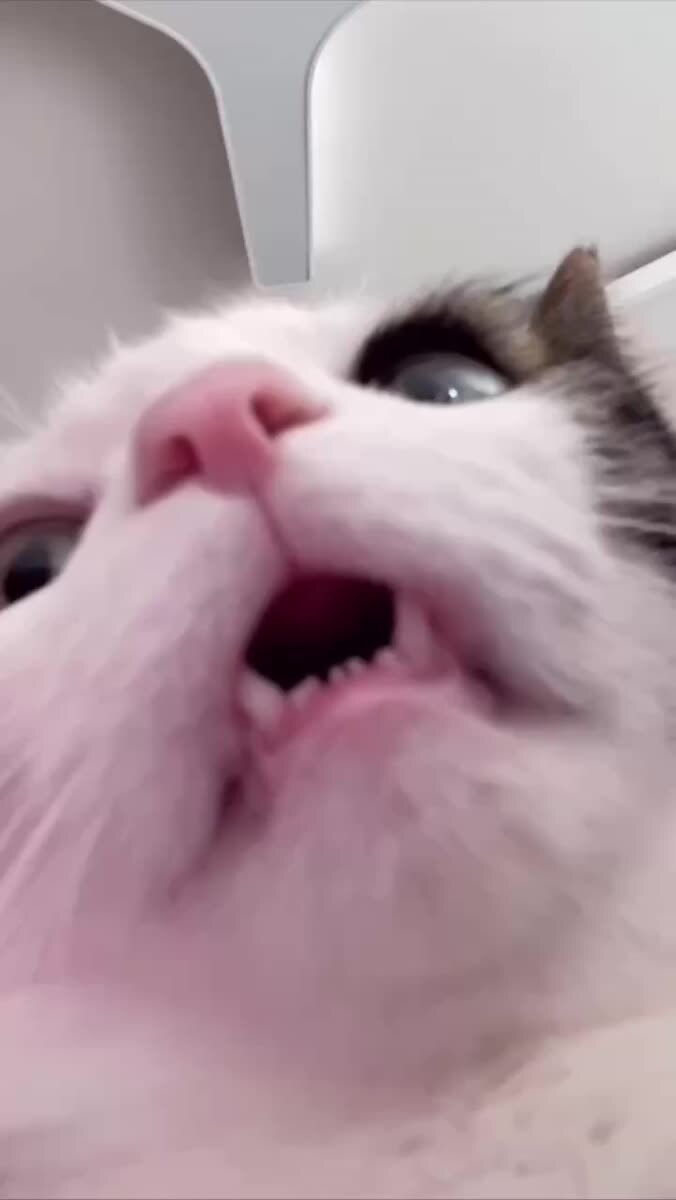 Кошачий ASMR🥰♥️ шерстяные проказники