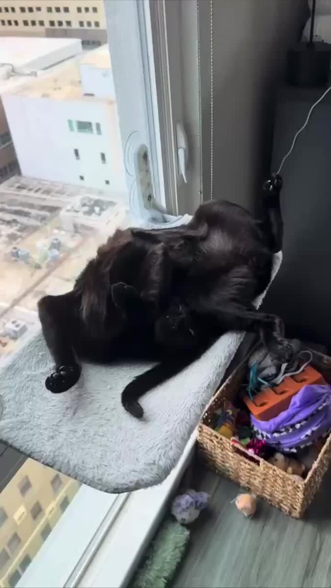 Удобно, капец🙃♥️ шерстяные проказники