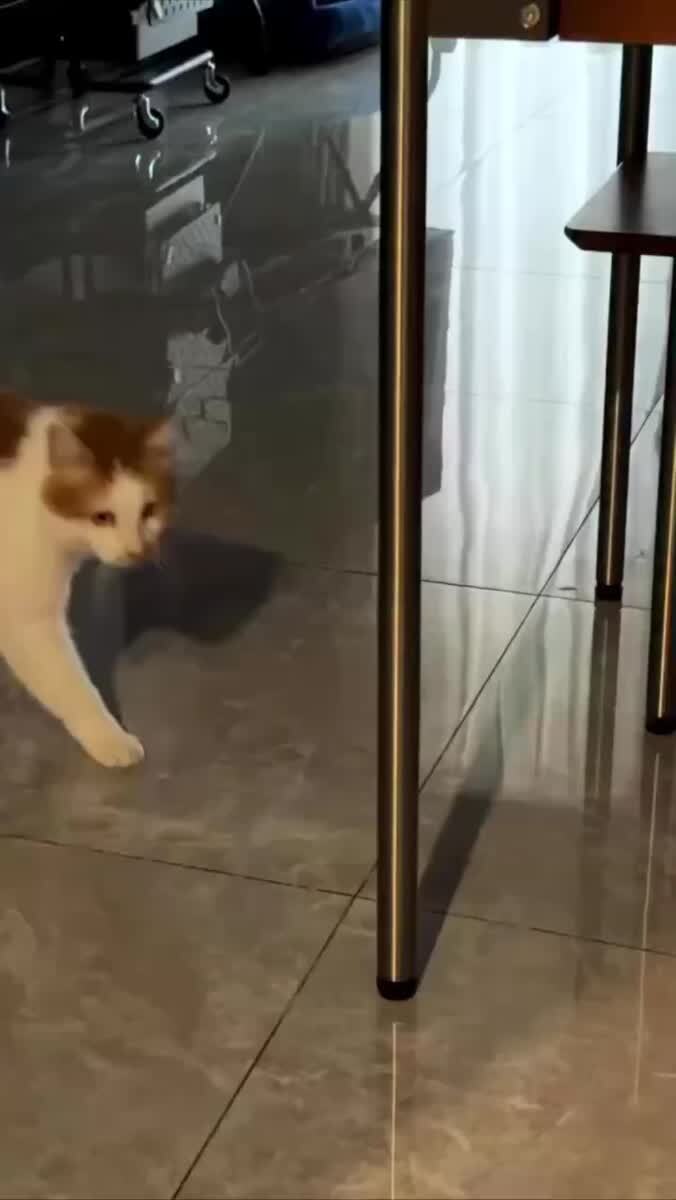 У рыжих всё стабильно🐈♥️ шерстяные проказники