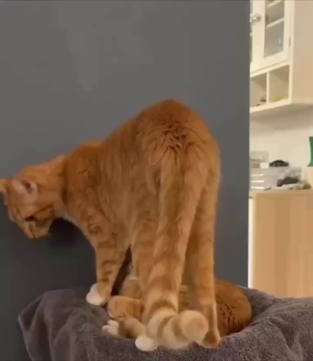 А ниче так, удобнинька!👍🏻♥️ шерстяные проказники