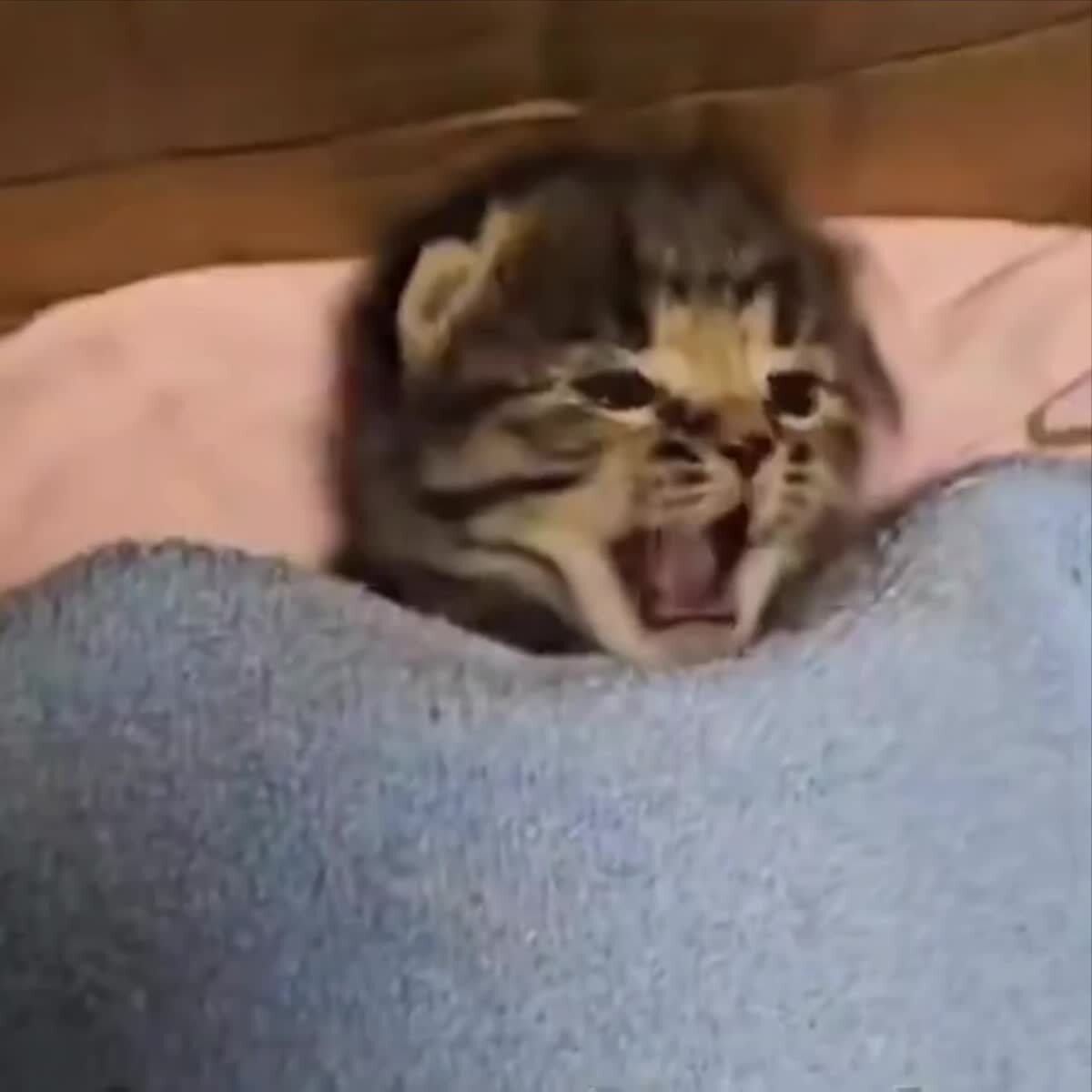 Зевака