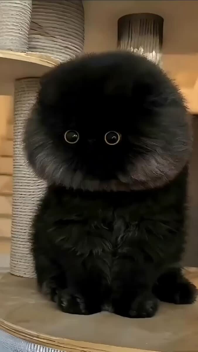 У вас кот или грозовое облачко?🌩♥️ шерстяные проказники
