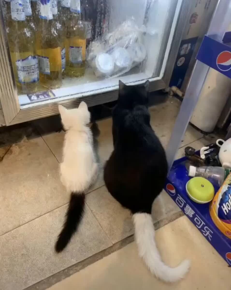 Поменялись с бро хвостиками🐱♥️ шерстяные проказники