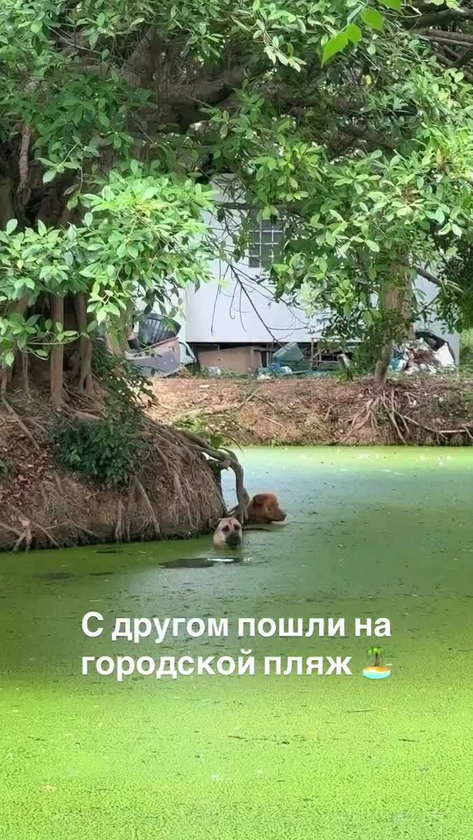 Странные лягушки какие-то
