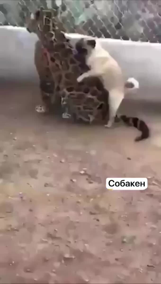 Отчаянный конечно мопс