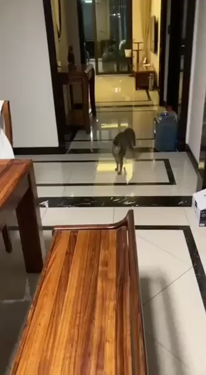 Не так страшен кот, а вот так страшен кот😱♥️ шерстяные проказники
