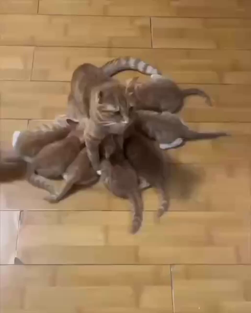 Вашему вниманию - осьмикошка🐙♥️ шерстяные проказники
