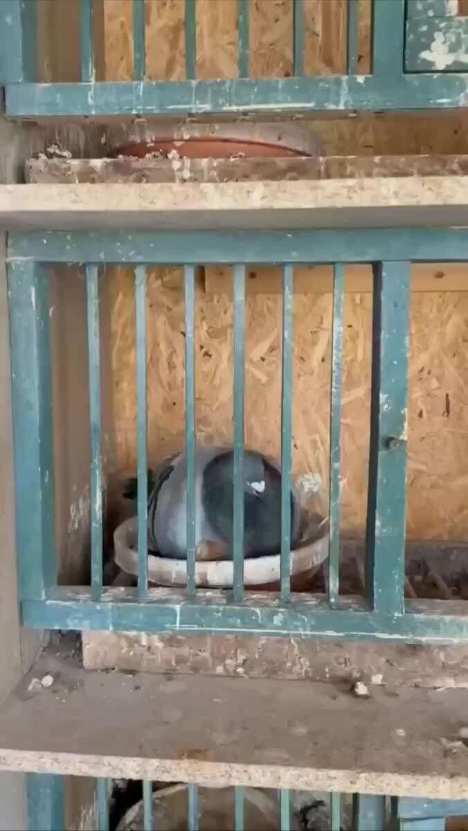Мало кто видел птенцов голубя, но вот как они выглядят на самом деле🐦♥️ шерстяные проказники