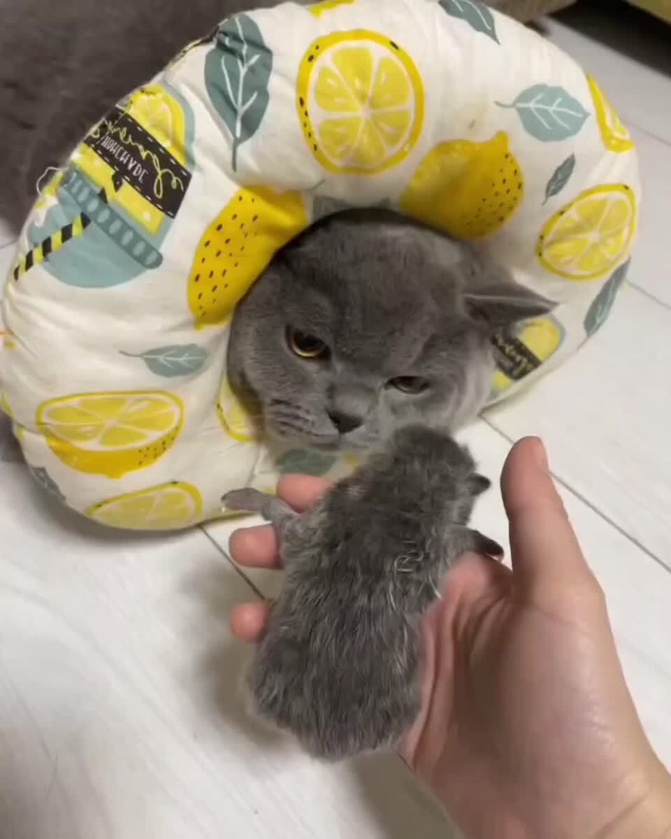 — Вот, держите, ваша мини-копия— Ладно давайте♥️ шерстяные проказники
