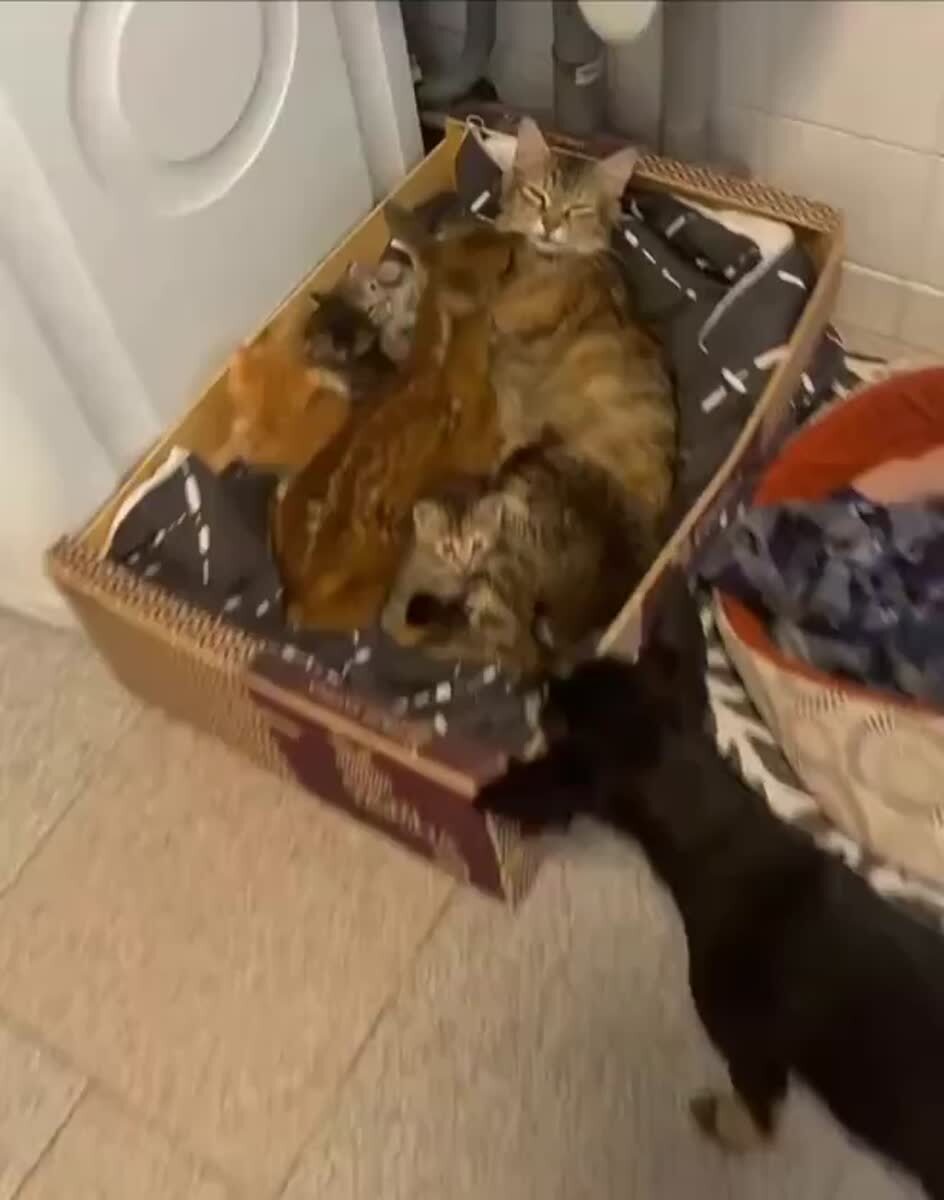 Мать – не та, кто родила, а кто воспитала⁠😹♥️ шерстяные проказники