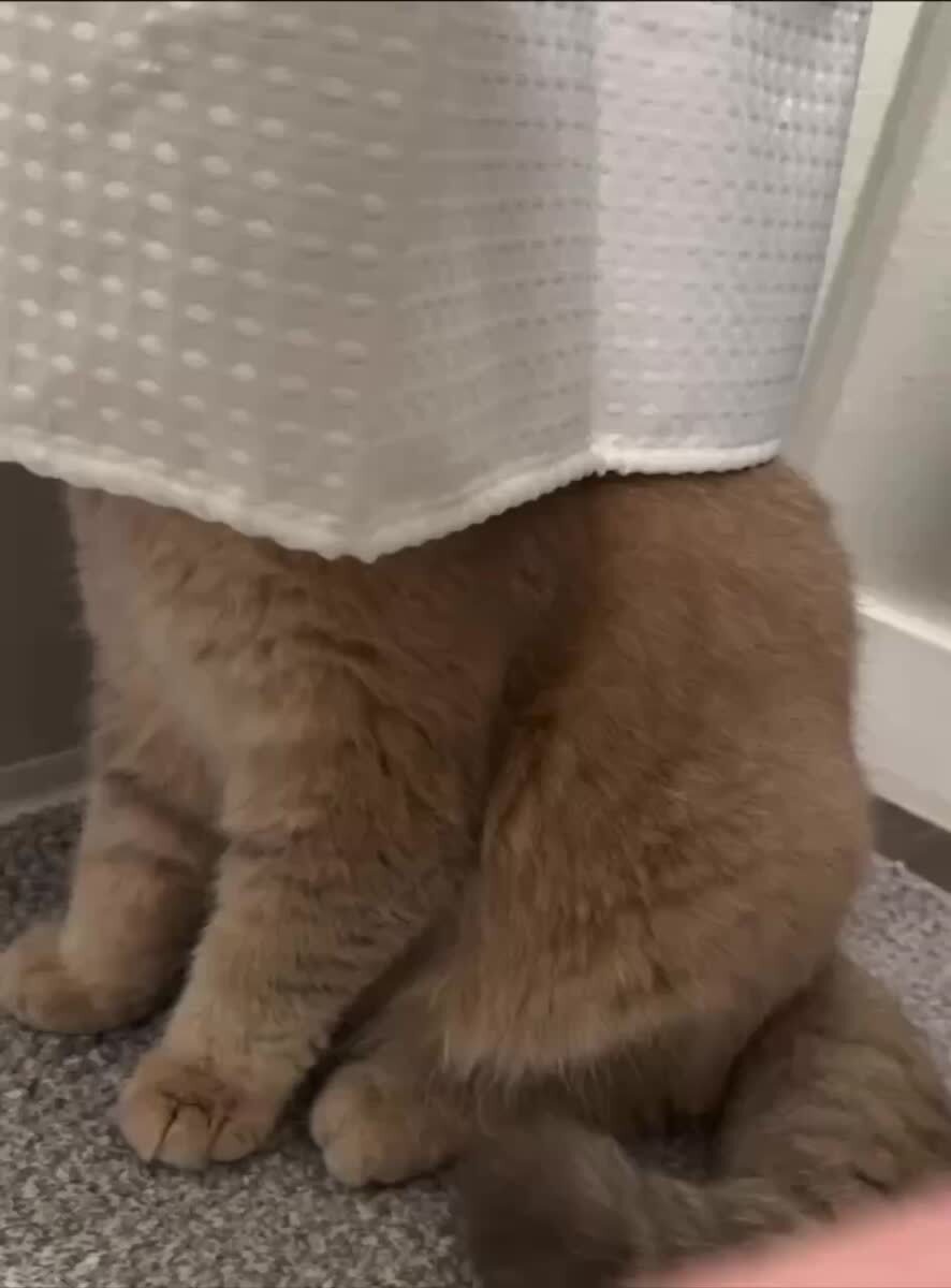 Здесь никаво нет, уходите!😾♥️ шерстяные проказники