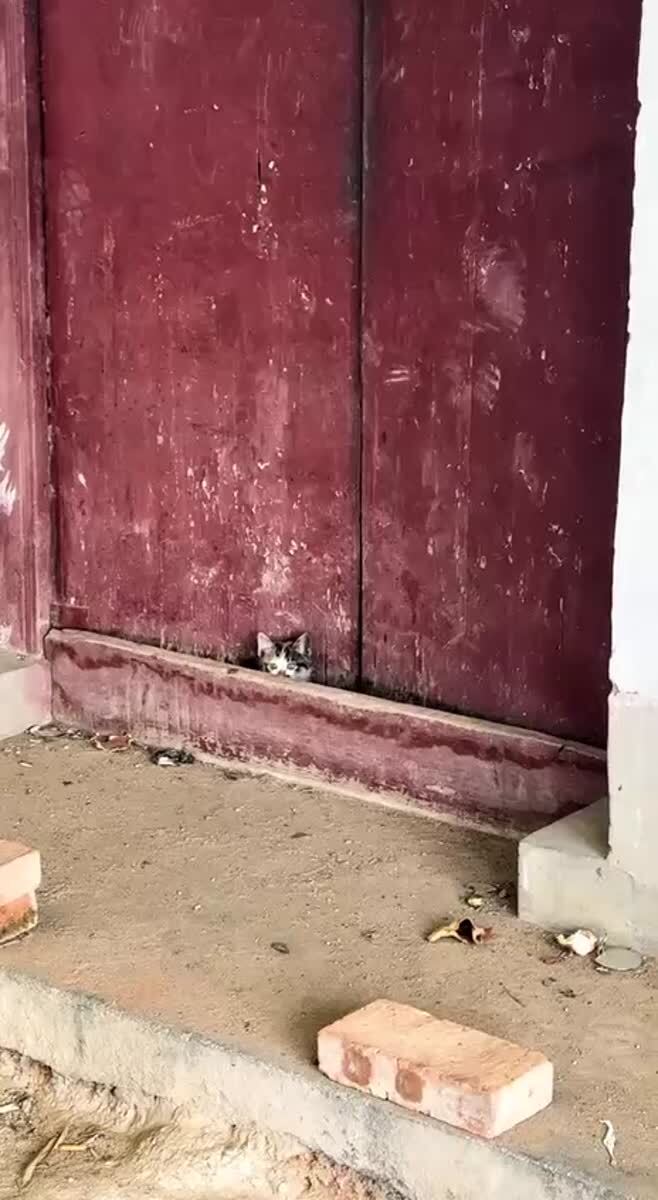 Три кота