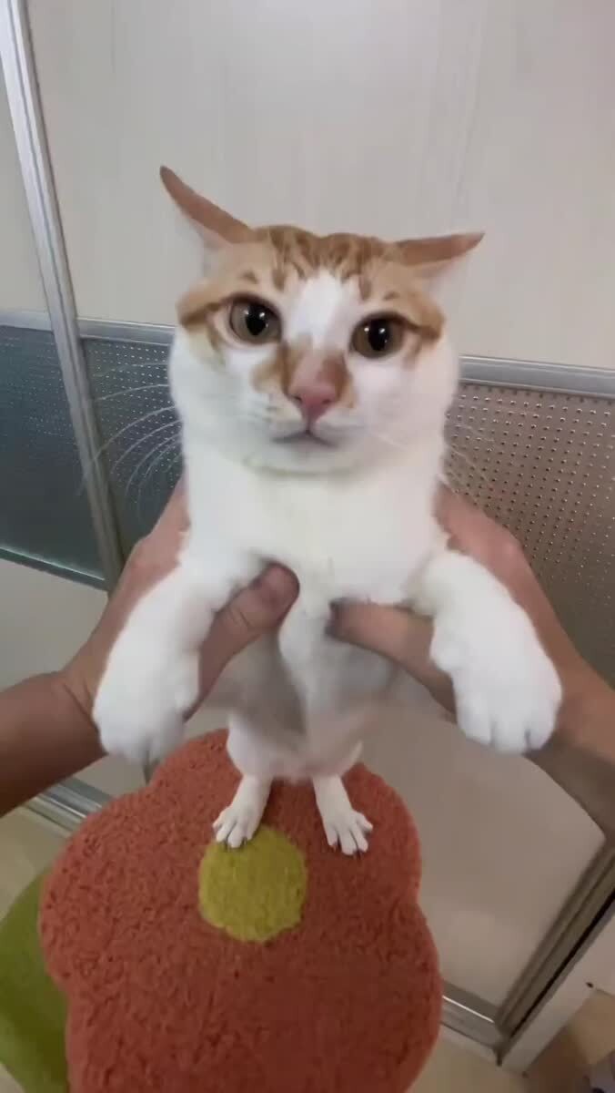 Посмотрите, это сейчас важно👀♥️ шерстяные проказники