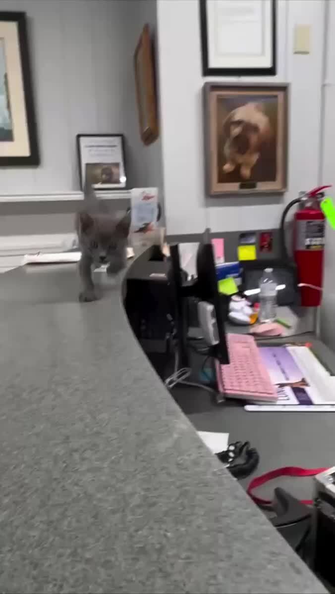 Происходит какая-то котовасия😹♥️ шерстяные проказники