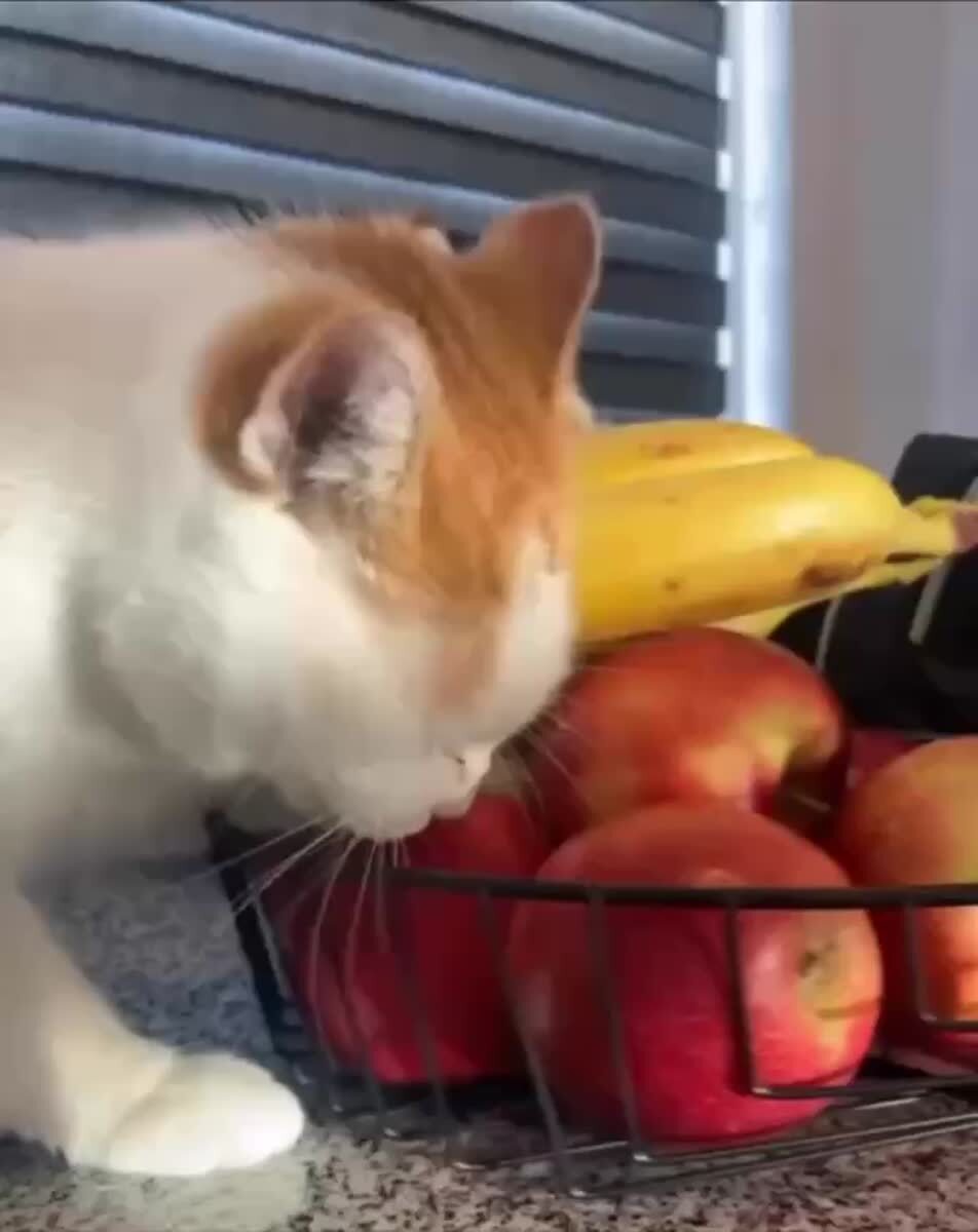 Мои яблочьки, как же я вас люблю, толбко вы мене понимаете!🍎♥️ шерстяные проказники